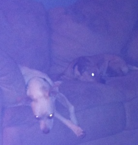 My dog (white) annoyed that he is forced to share his couch with the stray dog Mike found over the weekend.